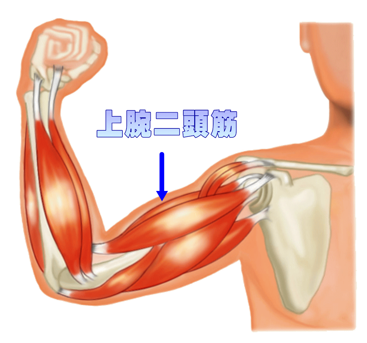 image12